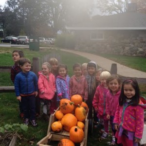group pumpkins