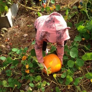 picking pumpkin